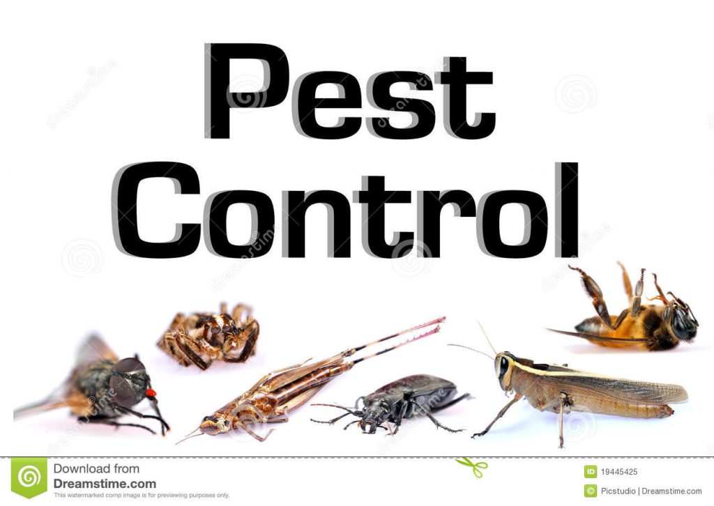 The Benefits of Hiring A Pest Control Company